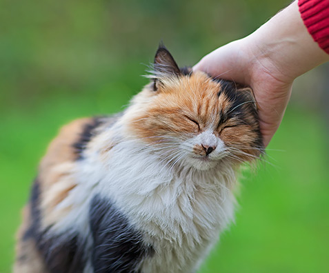 animal volunteering cat
